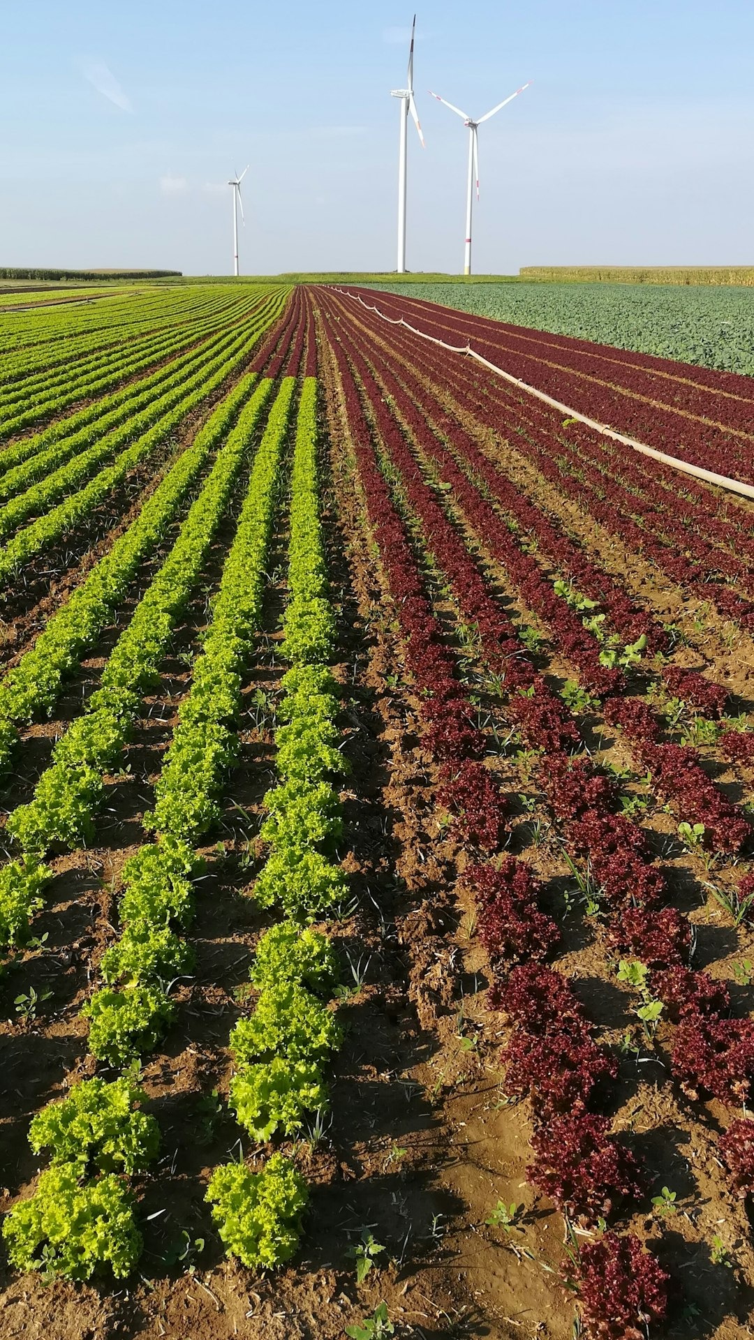 Rows of lettuce grow near wind turbines under a sky.
